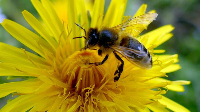 Warum Wildbienen so enorm wichtig sind für die Menschen