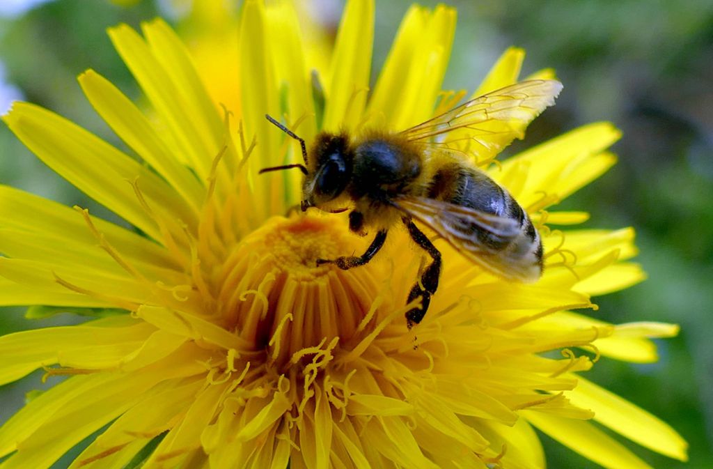Bienen gelten als wichtige und fleißige Helfer zugleich. Foto: imago images