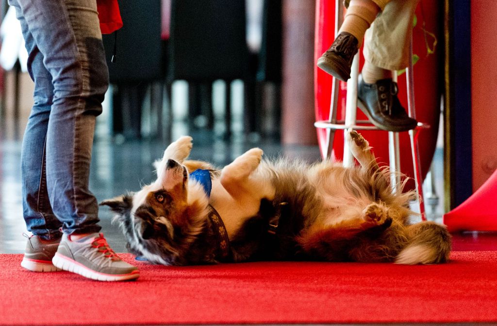Hundetraining  auf dem roten Teppich des Friedrichsbau Varietés: Emmy, eine Australian-Shepherd-Dame, legt sich auf Kommando auf den Rücken.