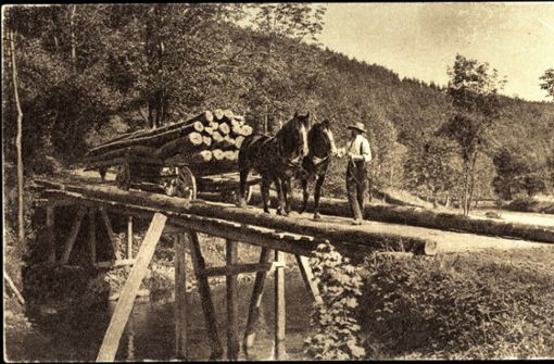 Vor 100 Jahren:  Holzfuhrwerke wurden mit Ochsen gezogen oder mit Pferden wie hier im Schwarzwald. Foto:  