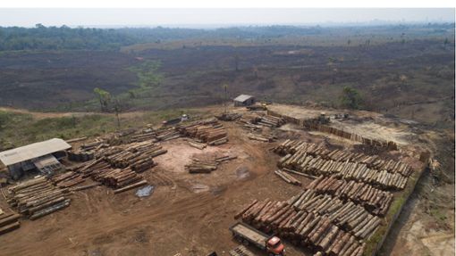 Holzstämme werden in einem Sägewerk im brasilianischen Porto Velho gestapelt, das von kürzlich verkohlten und abgeholzten Feldern umgeben ist. Foto: AP/dpa/Andre Penner