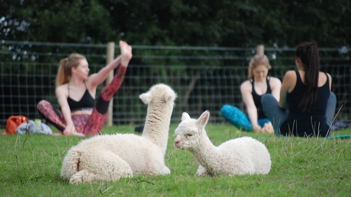 Ehepaar bietet Yoga mit Alpakas an