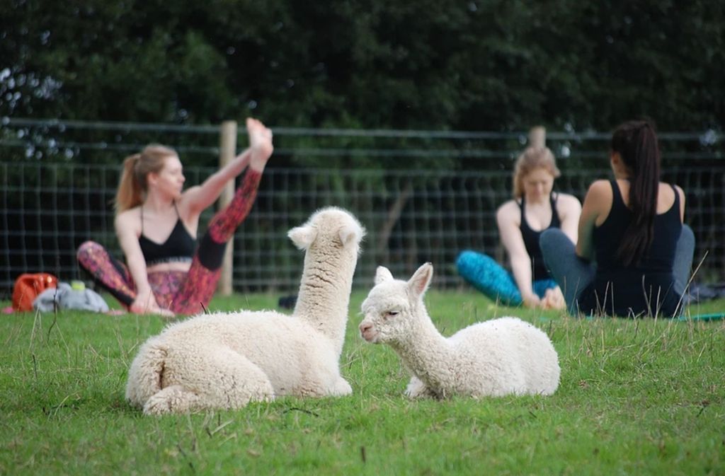 Ein Bauernhof in England hat ein neues Konzept entwickelt: Yoga mit Alpakas auf deren Wiese. Foto: Rosebud Alpacas