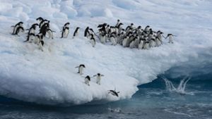 Ist die Antarktis noch zu retten?
