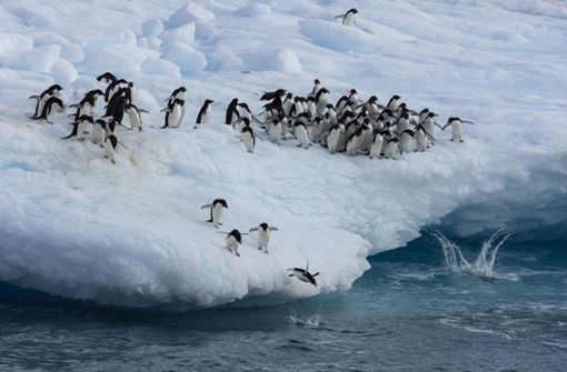 Kaiserpinguine im Weddellmeer. Im australischen Hobart startet die zweiwöchige Jahrestagung der Antarktis-Kommission CCAMLR. Foto: dpa/John Weller