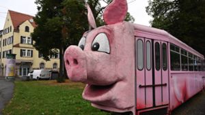 Schweine und  Bikinis –  Die  verrücktesten Ausstellungen im Land