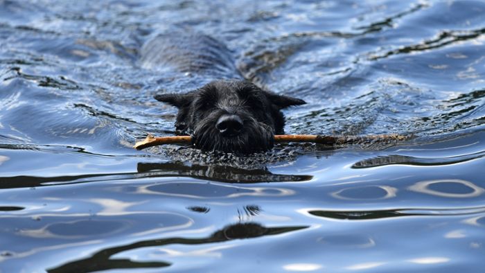 Hund schwimmt kilometerweit zurück zum Herrchen