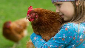 Wie glücklich ist denn das Huhn? Ein Label soll die Tierhaltung dokumentieren. Foto: dpa-Zentralbild