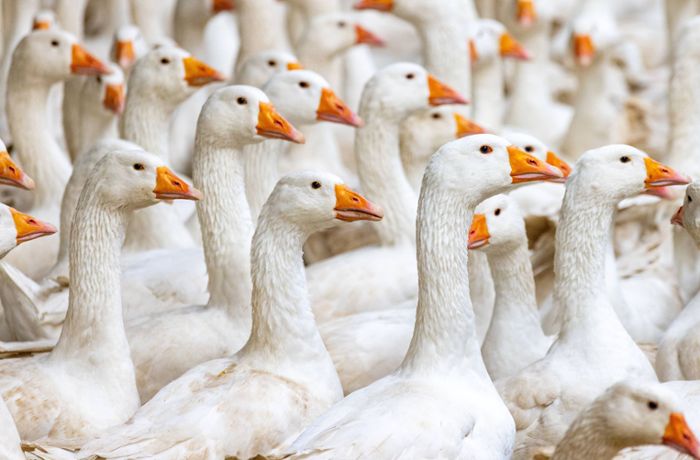 Vogelgrippe in Stuttgart: Verdacht bestätigt – Stallpflicht für Geflügel