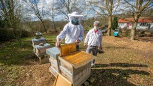 So gelingt die Bienenhaltung im eigenen Garten