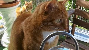 Die beiden Hauskatzen Crazy und Tigger haben immer genug zu fressen, auch wenn Katzenmama Anke Jordan auf Reisen ist. Foto: privat
