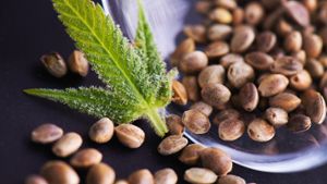 Cannabis Samen: Wo kann man sie kaufen?