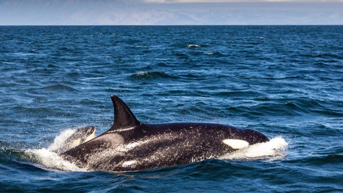 Sportangler entdeckt erstmals Orcas vor Sizilien