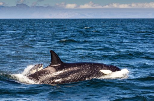 Orcas wurden erstmals vor Sizilien entdeckt. (Symbolbild) Foto: imago images/Greatstock/CONTRIBUTOR