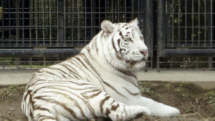 Weißer Tiger tötet Tierpfleger