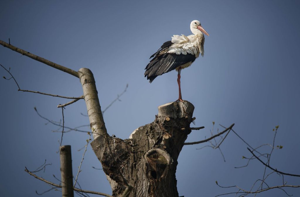 Auch in Waiblingen wurde vor kurzem ein Storch gesichtet – aber es ist unsicher, ob er in der Gegend nistet.
