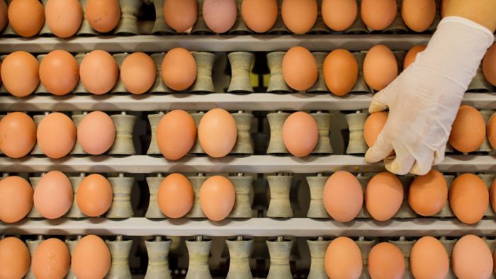 Salmonellen im Ei – Was Verbraucher jetzt wissen müssen