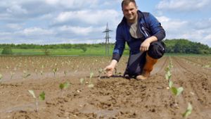 Vor Kurzem hat Philipp Bär Spitzkraut gepflanzt. Die Samen hat er zusammen mit dem Schwiegervater selbst gezogen. Foto: /Leonie Schüler