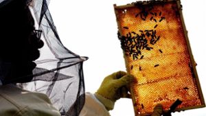 Honig – Heilmittel und Nektar der Götter