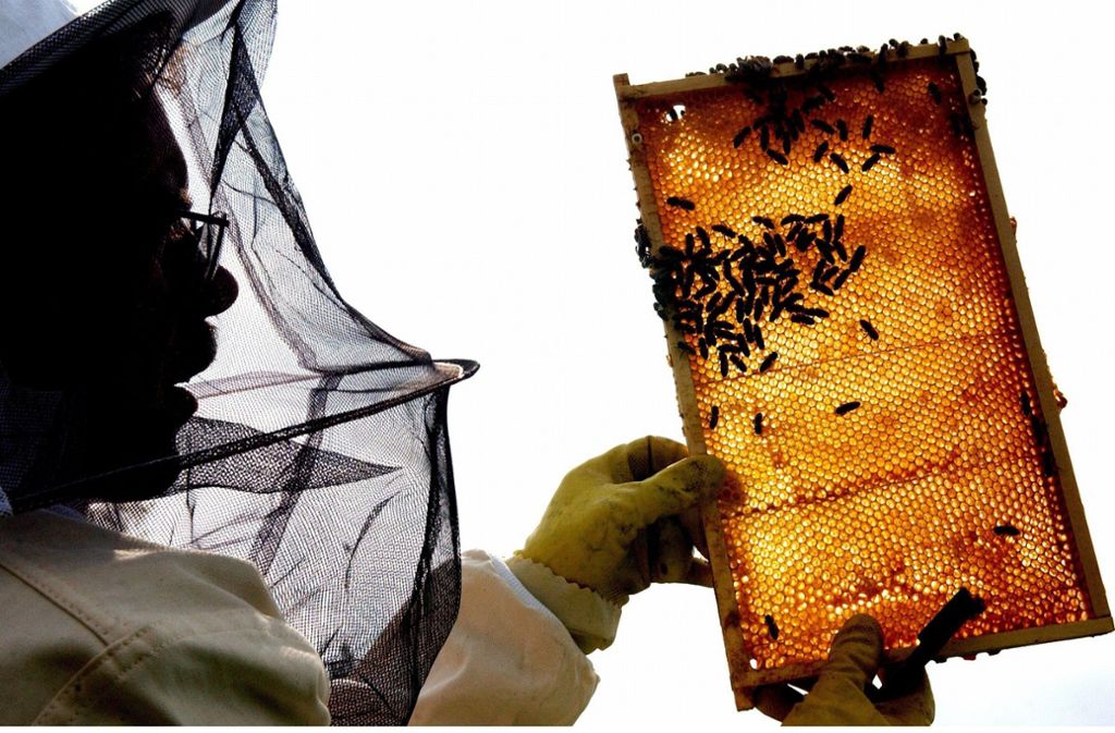 Für die Naturheilkunde vergangener Jahrhunderte war Honig eine Art Allheimmittel. Ob bei Gicht oder Gallensteinen, Husten oder Hautabschürfungen, Fieber oder Furunkel – der köstliche Zuckersaft wurde universell eingesetzt. Foto: dpa