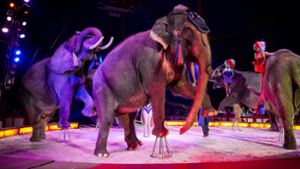 Opposition fordert  Wildtierverbot im Zirkus