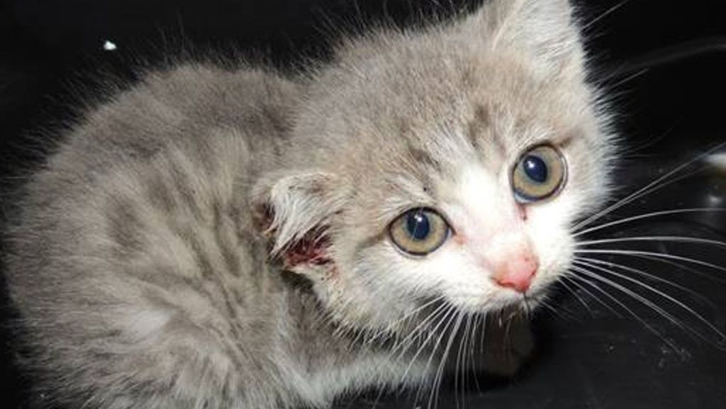 Tierquälerei in Stuttgart: Katzenbaby soll brutal misshandelt worden sein