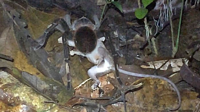 Erstmals beobachtet – Spinne tötet Säugetier