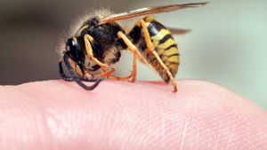 Richtig reagieren: Was bei Bienen- und Wespenstichen zu tun ist