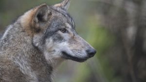 Ein ganzes Wolfsrudel ist im Südwesten noch nicht sesshaft. Foto: dpa/Boris Roessler