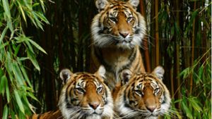 Tiger-Weibchen werden flügge