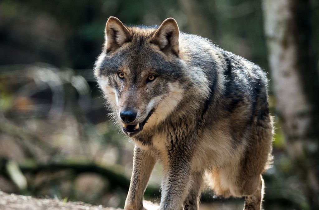 In Bad Wildbad gilt der Wolf wohl nicht mehr als weiterziehender Gast. (Symbolbild) Foto: dpa