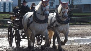 Auch 2022 fällt der Leonberger Pferdemarkt coronabedingt aus. Foto: Archiv/Kathrin Klette