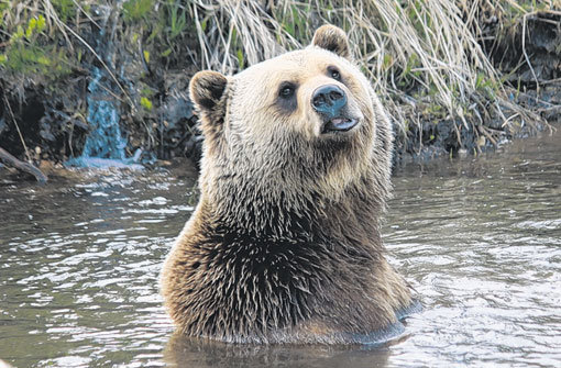 Eigentlich mag er vor allem Gras. Zu nahe sollten Touristen einem badenden Grizzly trotzdem nicht kommen. Foto: Willenberg