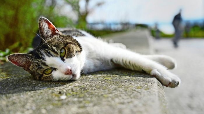 Weltkatzentag in Stuttgart: Darum hat die Katzenhilfe so viel zu tun