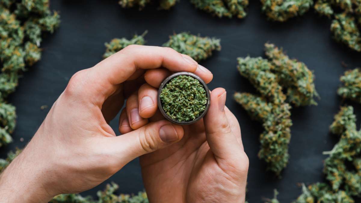 Cannabis-Pflanze: Wie viel kriegt man aus einer raus?