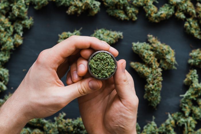 Cannabis-Pflanze: Wie viel kriegt man aus einer raus?