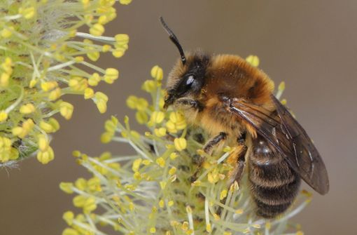 Die Frühlings-Seidenbiene ist die „Wildbiene des Jahres“ 2023. Foto: dpa/Ulrich Maier