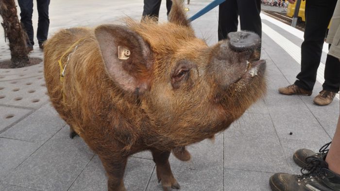 Schweinchen Tommi eröffnet Stadtbahnhaltestelle Wilhelma