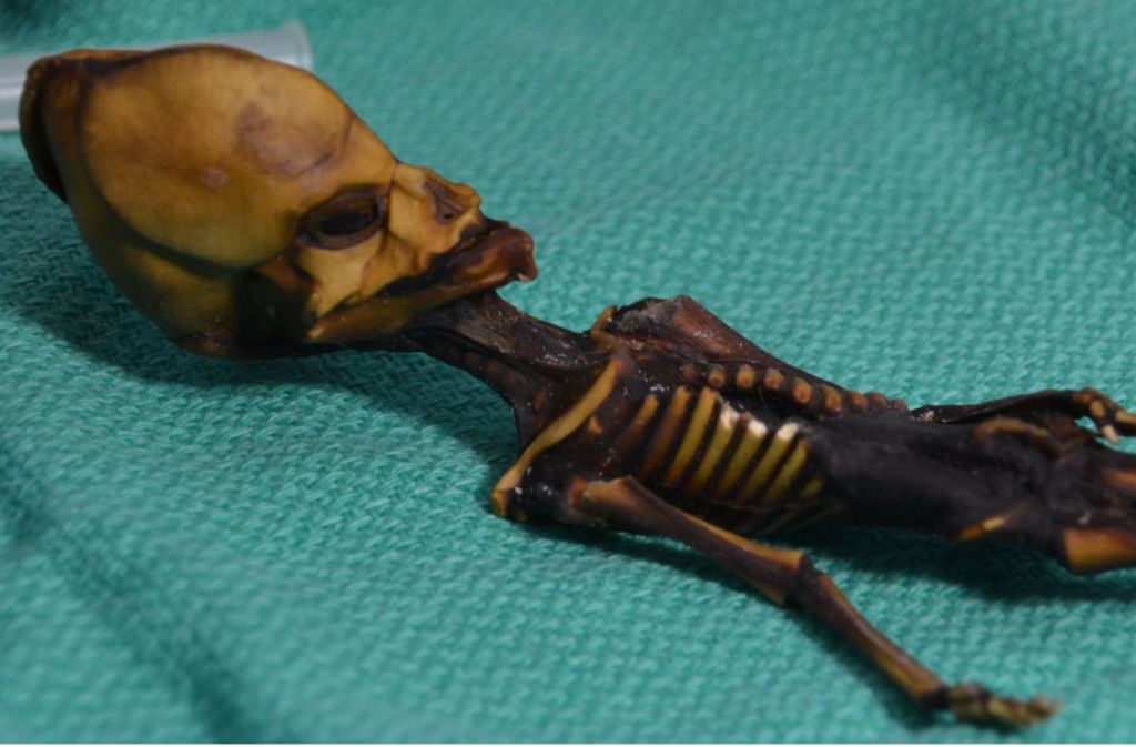 Fünf Jahre intensiver DNA-Forschung zeigen: Das winzige, nur 13 Zentimeter lange mumifizierte Skelett mit dem bizarr langgezogenen Schädel und den übergroßen Augenhöhlen ist eindeutig das eines weiblichen Menschen. Foto: dpa
