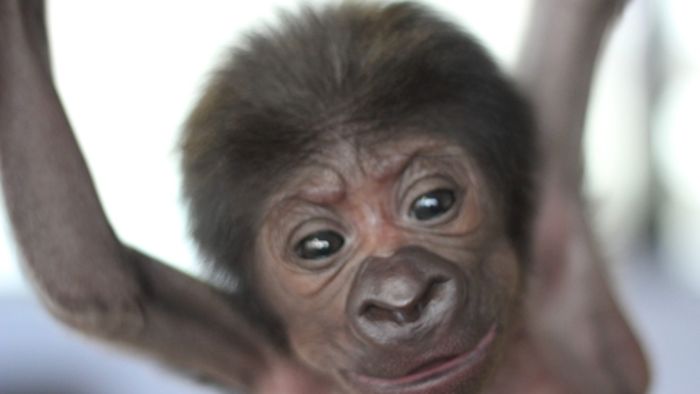 Gorillababy per Kaiserschnitt zur Welt gebracht