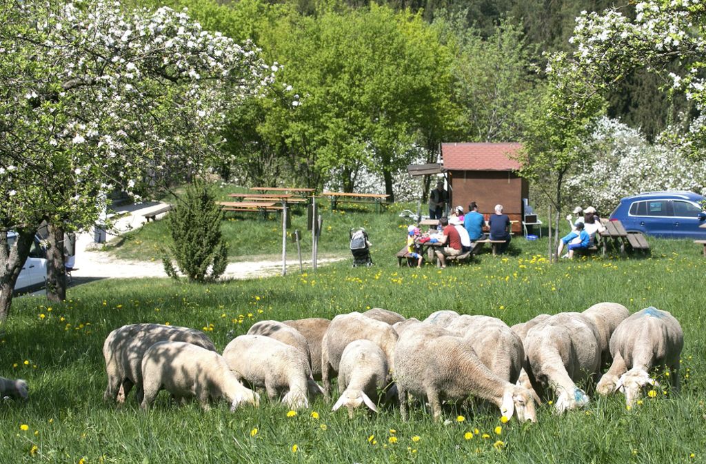 Wenn sie nicht gerade fürs Schauhüten oder Fotos herhalten mussten, verbrachten die meisten Schafe das Wochenende grasend in der Sonne. Was sonst noch passierte, sehen Sie in unserer Bildergalerie.