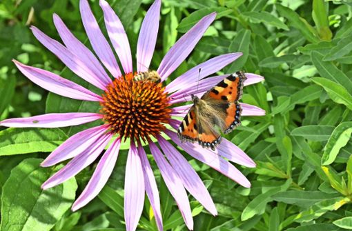 Auch auf kleinster Fläche ist es möglich, Nahrung und Lebensraum für Bienen, Schmetterlinge und Co. zu schaffen. Foto: Hintermayr