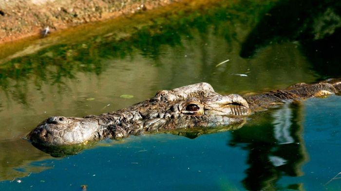Mann wehrt Krokodilattacke mit Schraubenschlüssel ab