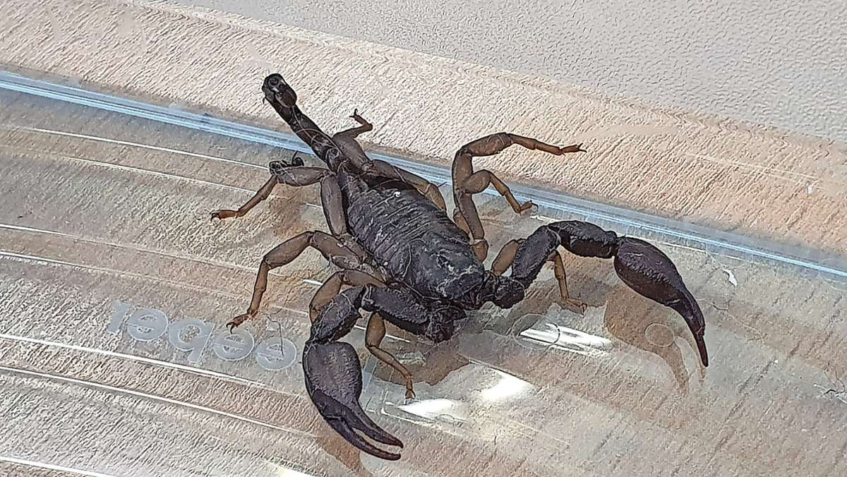 Tierrettung Böblingen: Zwei Skorpione in drei Tagen gefunden