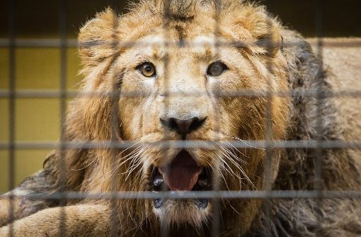 Der Asiatische Löwe “Shapur“ liegt in der Wilhelma in Stuttgart nach seiner Reise aus dem Zoo in Mühlhausen (Frankreich) in seinem neuen Gehege. Foto: dpa