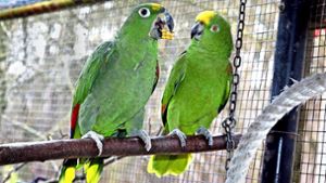 Freier Eintritt für die Papageienretter