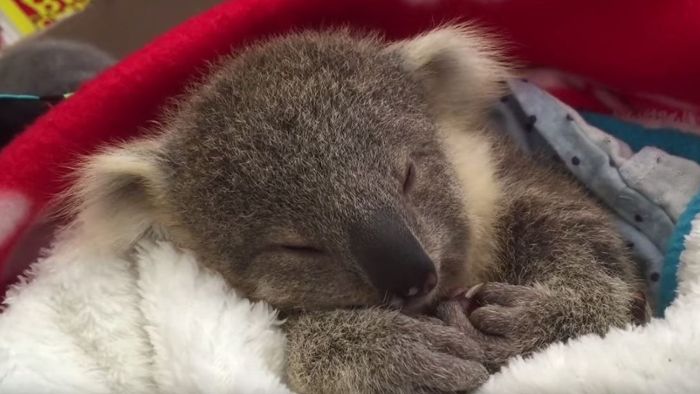 Gähnendes Koala-Baby ist einfach zu süß