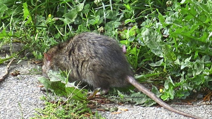 Stadt will mehr Rattenköder auslegen