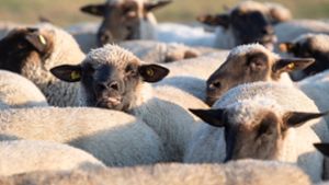 Im Ostalbkreis riefen Schafe die Polizei auf den Plan. (Symbolfoto). Foto: dpa
