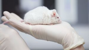 Wissenschaftler: Umstrittene Tierversuche  unverzichtbar